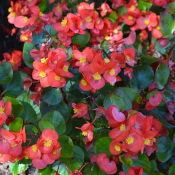 Begonia x semperflorens-cultorum 'Yang Red' (062924)