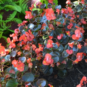 Begonia x semperflorens-cultorum 'Yin Red' (062925)