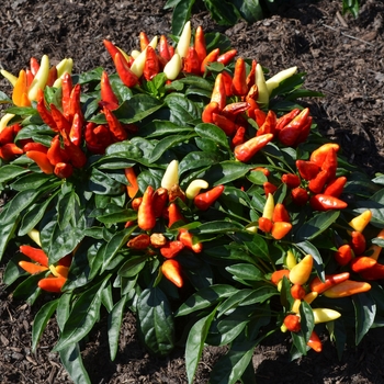 Capsicum annuum 'Treasure Red' (062928)