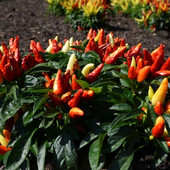 Capsicum annuum 'Treasure Red' (062929)