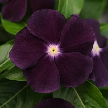 Catharanthus roseus Jams 'N Jellies™ 'Blackberry' (062939)