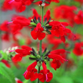 Salvia coccinea Summer Jewel™ '' (062946)