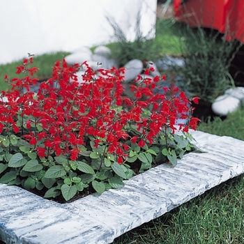 Salvia coccinea Summer Jewel™ '' (062947)