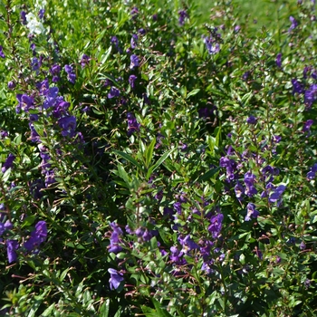 Angelonia Actors® 'Purple Improved' (062950)