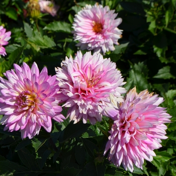 Dahlia 'XXL Veracruz' (062964)