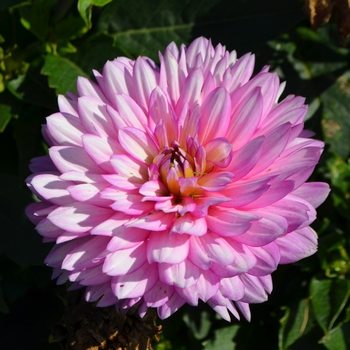 Dahlia 'XXL Veracruz' (062966)