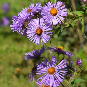 Symphyotrichum (Aster) novi-belgii '' (062967)