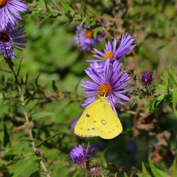 Symphyotrichum (Aster) novi-belgii '' (062968)