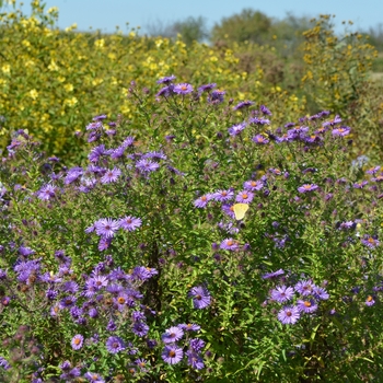 Symphyotrichum (Aster) novi-belgii '' (062969)