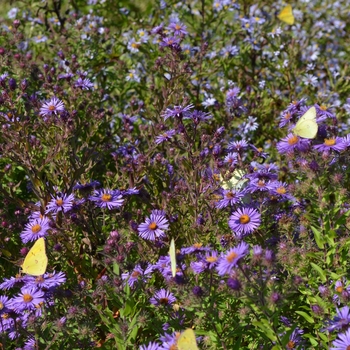 Symphyotrichum (Aster) novi-belgii '' (062970)