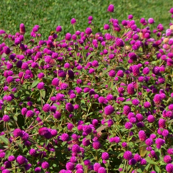 Gomphrena 'Pinball Purple' (062980)