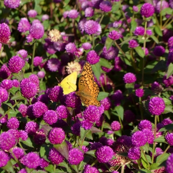 Gomphrena 'Pinball Purple' (062981)