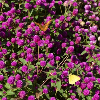 Gomphrena 'Pinball Purple' (062982)