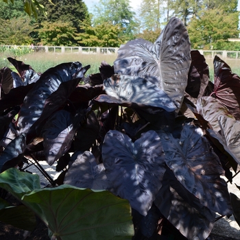 Colocasia esculenta 'Black Ruffles' (062991)