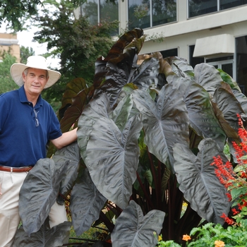 Colocasia esculenta Royal Hawaiian® 'Diamond Head' (062992)