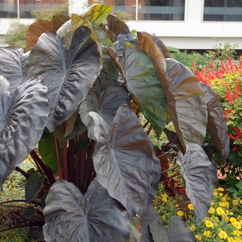 Colocasia esculenta Royal Hawaiian® 'Diamond Head' (062993)