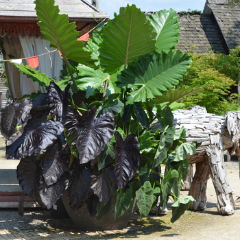 Colocasia esculenta Royal Hawaiian® 'Diamond Head' (062996)