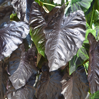 Colocasia esculenta Royal Hawaiian® 'Diamond Head' (062997)