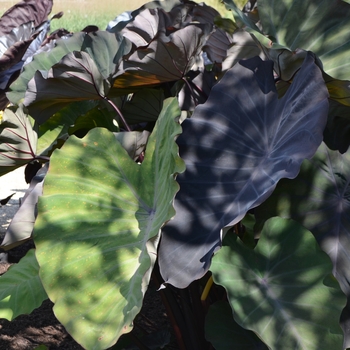 Colocasia esculenta 'Hawaiian Eye' (063001)