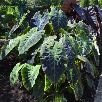 Colocasia esculenta 'Illustris' (063005)