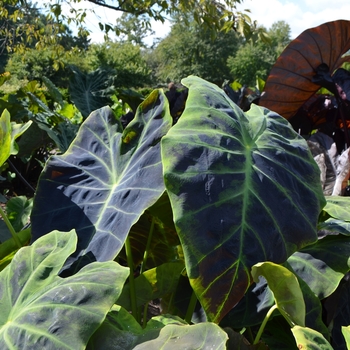 Colocasia esculenta 'Illustris' (063006)