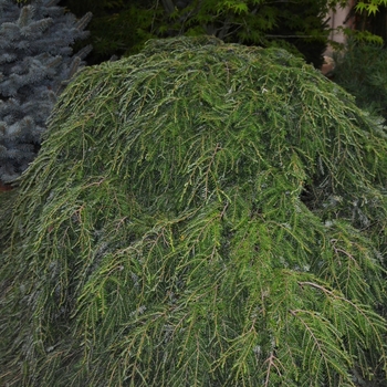 Tsuga canadensis 'Cole's Prostrate' (063007)