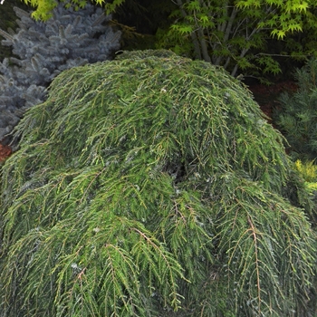 Tsuga canadensis 'Cole's Prostrate' (063009)