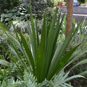 Doryanthes palmeri '' (063011)