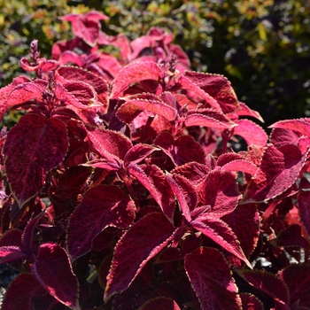 Coleus Wizard® 'Velvet Red' (063021)