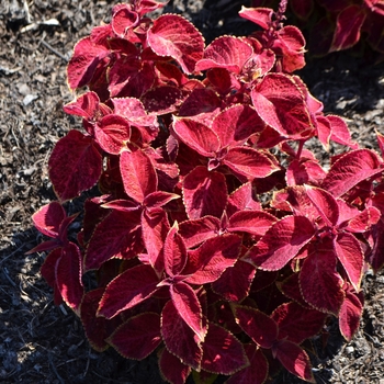 Coleus Wizard® 'Velvet Red' (063022)