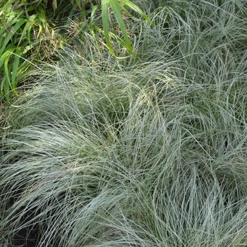 Carex comans ColorGrass® 'Amazon Mist' (063029)