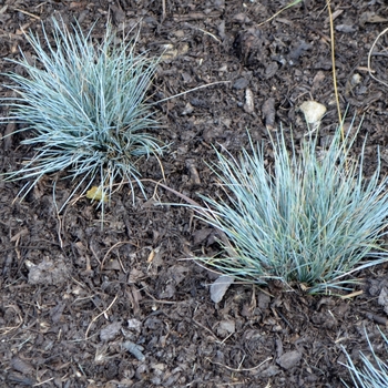 Festuca glauca 'Boulder Blue' (063041)