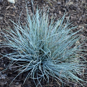 Festuca glauca 'Boulder Blue' (063042)