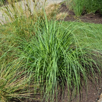 Cortaderia selloana 'Andes Silver' (063044)