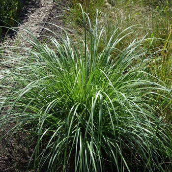 Cortaderia selloana 'Andes Silver' (063046)