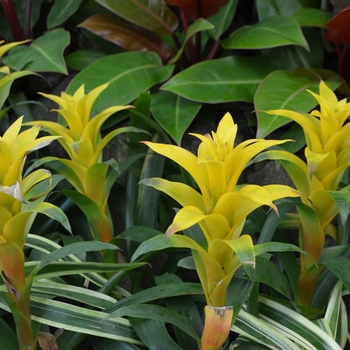 Guzmania 'Marjan' (063047)