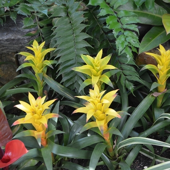 Guzmania 'Marjan' (063048)