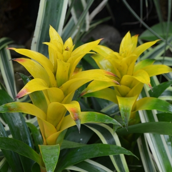 Guzmania 'Marjan' (063049)