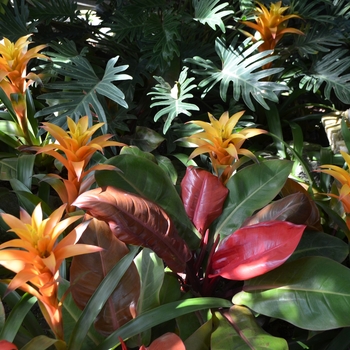 Guzmania 'Michiel' (063050)