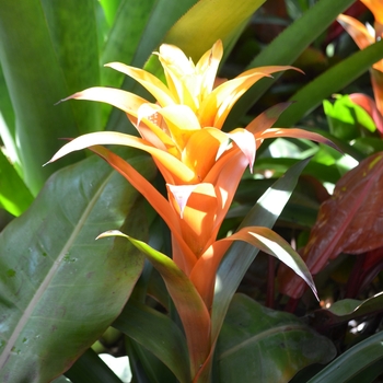 Guzmania 'Michiel' (063052)