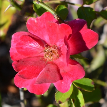 Rosa 'Pink Drift®' (063059)