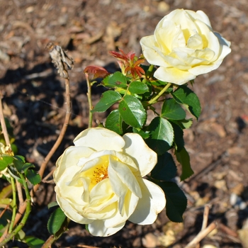 Rosa 'Sunshine Daydream™' (063063)