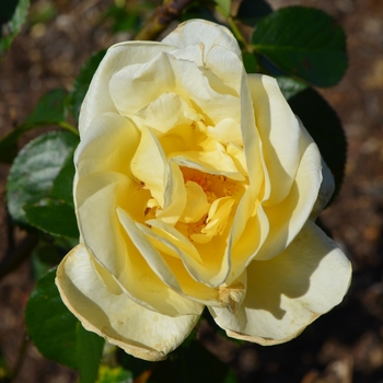 Rosa 'Sunshine Daydream™' (063064)