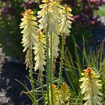 Kniphofia 'Rockette Ivory Bicolor' (063081)