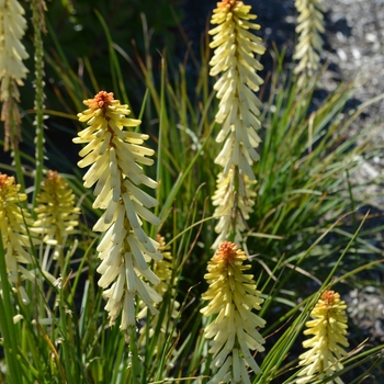 Kniphofia 'Rockette Ivory Bicolor' (063082)