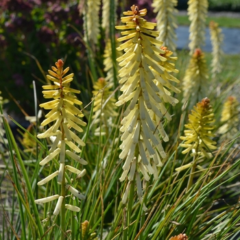 Kniphofia 'Rockette Ivory Bicolor' (063083)