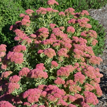 Sedum spectabile 'Elsie's Gold' (063084)