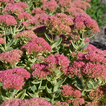 Sedum spectabile 'Elsie's Gold' (063085)