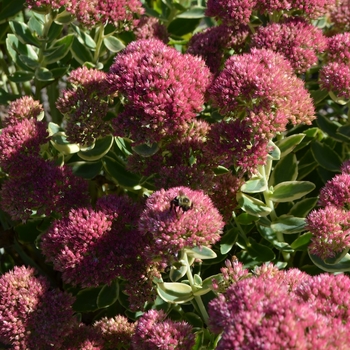 Sedum spectabile 'Elsie's Gold' (063086)