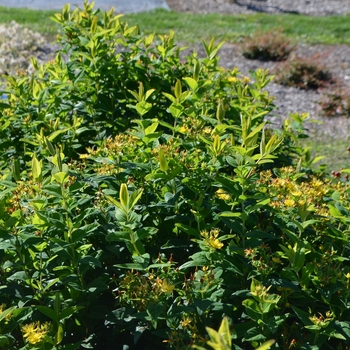 Hypericum 'Chocolate Jewel' (063096)